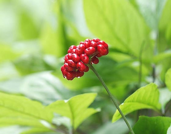 American Ginseng